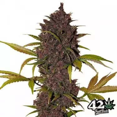 LSD-25 Auto Cannabis Plant