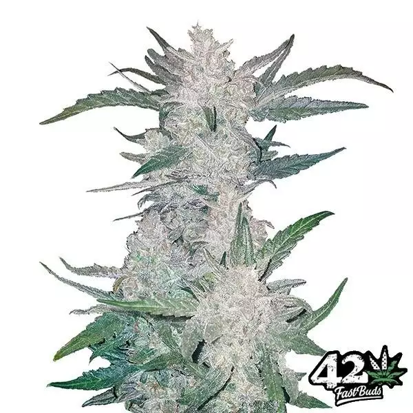 View Mexican Airlines de Fast Buds Autoflowers - Grow Barato