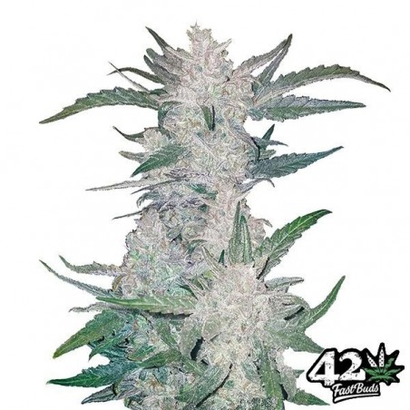 Mexican Airlines de Fast Buds Autoflowers - Grow Barato