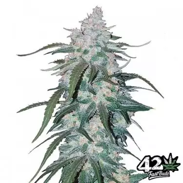 Abacaxi Express by Fast Buds Autoflowers - GB The Green Brand