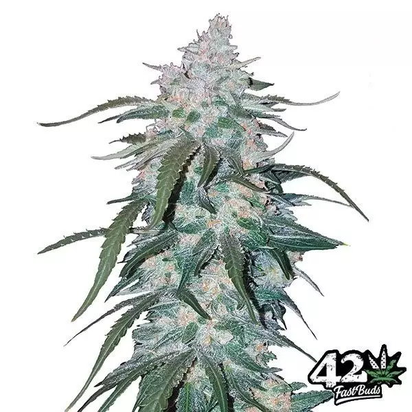 View Pineapple Express de Fast Buds Autoflowers - Grow Barato