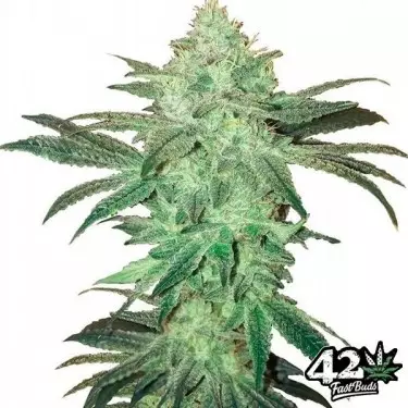 Stardawg Auto de Fast Buds semillas auto - Grow Barato