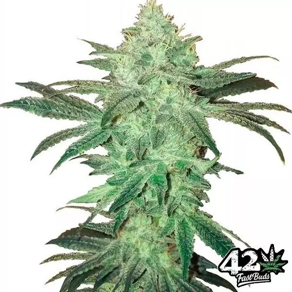 View Stardawg Auto de Fast Buds semillas auto - Grow Barato