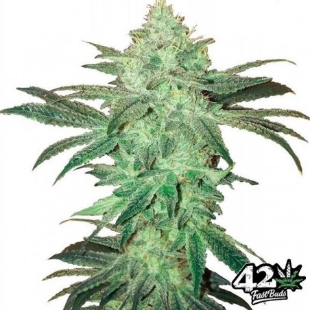 Stardawg Auto de Fast Buds semillas auto - Grow Barato