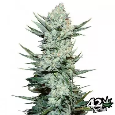 Tangie Matic Auto Cannabis Plant