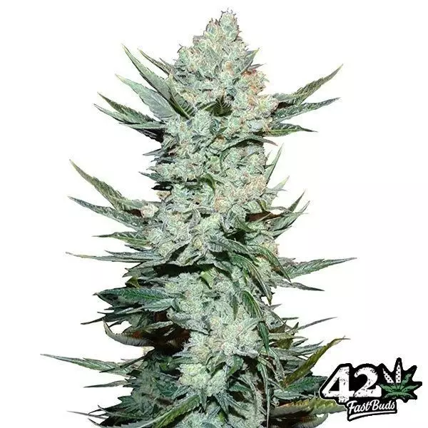 View Tangie Auto de Fast Buds American Autoflower - Grow Barato