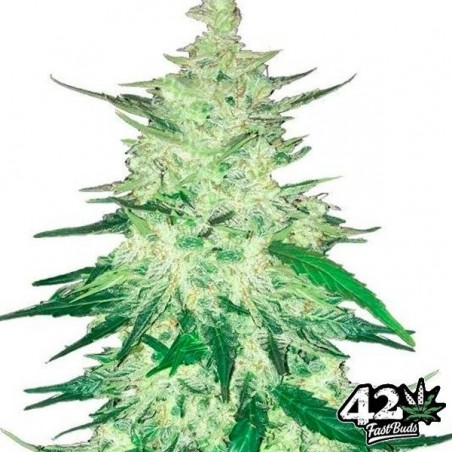 CBD Auto 1:1 (CBD Crack) Fast Buds Autofloreciente - Grow Barato
