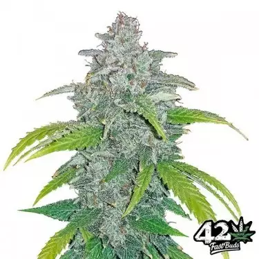 Blue Dream Matic Auto Cannabis Plant
