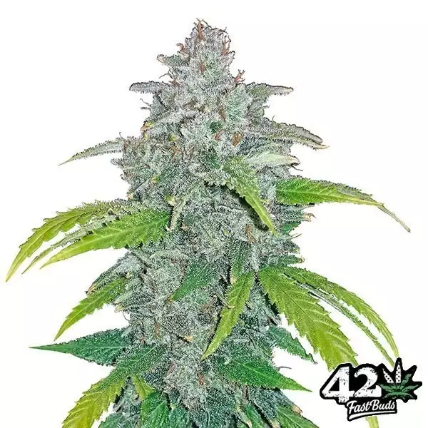 View Blue Dream Matic Fast Buds Autofloreciente - Grow Barato