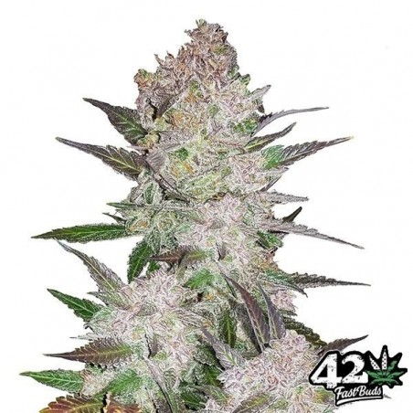 Cream Cookies Auto - Fast Buds - 100% hembra - Grow Barato