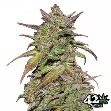 Semillas de Smoothie Auto de Fast Buds - Grow Barato