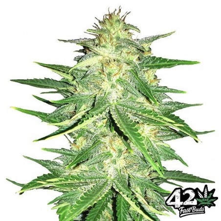 Lemon AK Auto Fast Buds American Autoflowers - Grow Barato