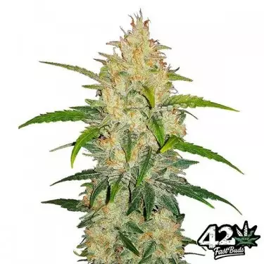 Zkittlez Auto Sementes autoflorescentes Fast Buds - GB The Green Brand