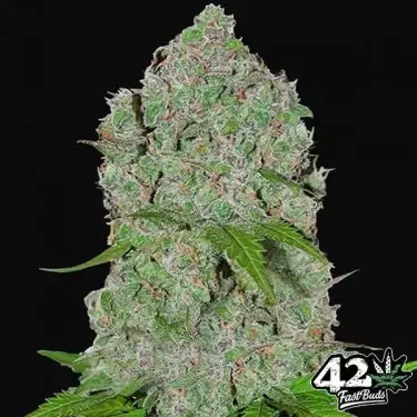 Orange Sherbet Auto Marijuana Plant