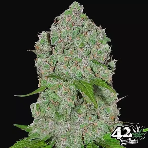 View Laranja Sherbet Auto rápido Buds Sementes - GB The Green Brand