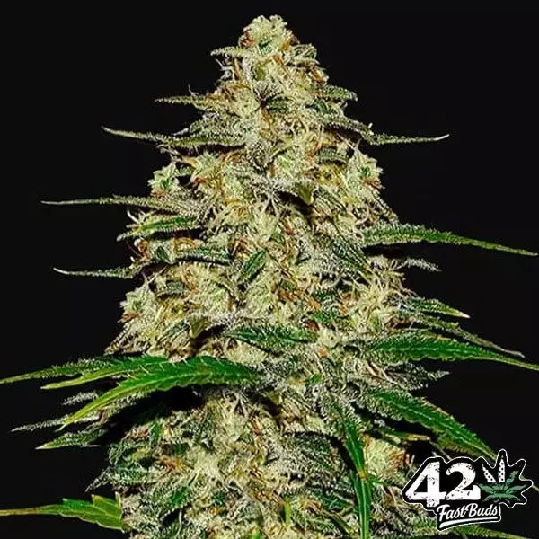 View Wedding Cheesecake Auto Marijuana Plant