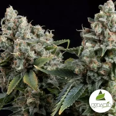 Auto Tutankhamon da Pyramid Seeds feminizada - GB The Green Brand