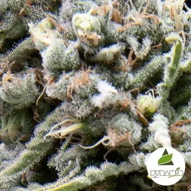 Auto White Widow cannabis plant