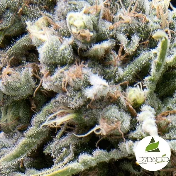 View Auto White Widow