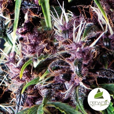 Auto Purple cannabis plant