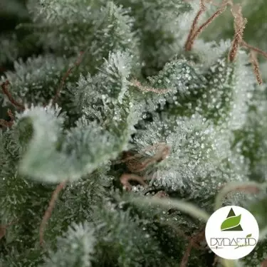 Auto Nefertiti de Pyramid Seeds feminizada - Grow Barato