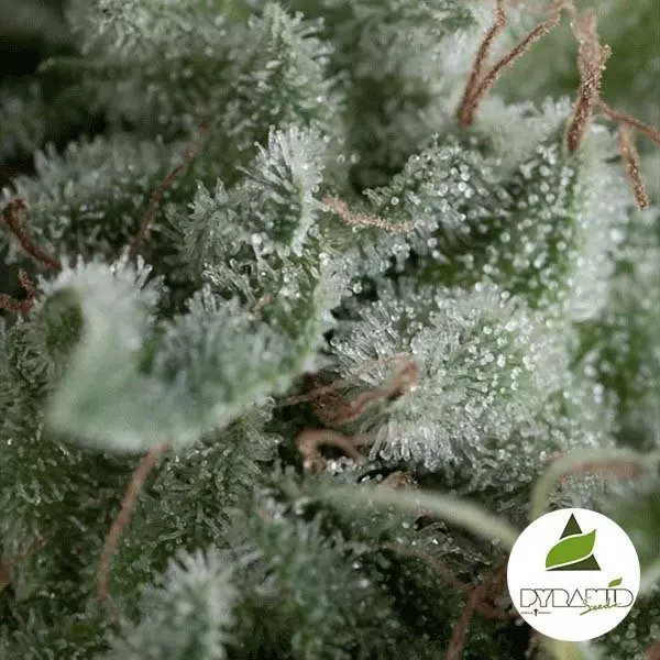 View Auto Nefertiti de Pyramid Seeds feminizada - Grow Barato