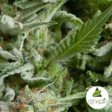 Auto Alpujarreña cannabis plant