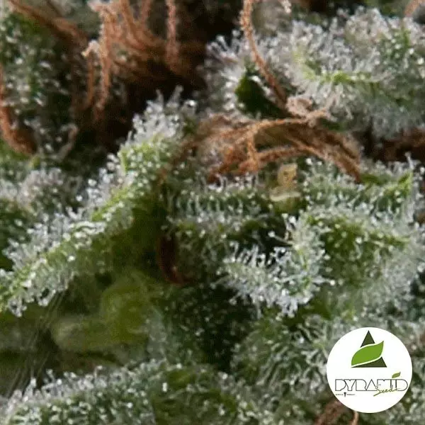 View Auto Lennon de Pyramid Seeds feminizada - Grow Barato