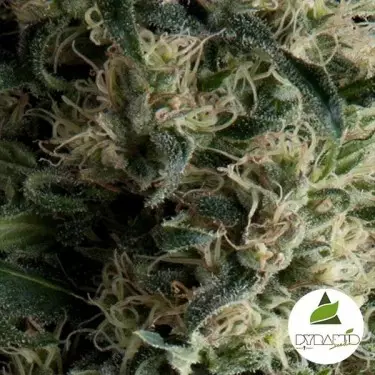 Auto Galaxy de Pyramid Seeds autoflorescente - GB The Green Brand