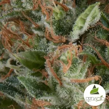 Auto Wembley cannabis plant