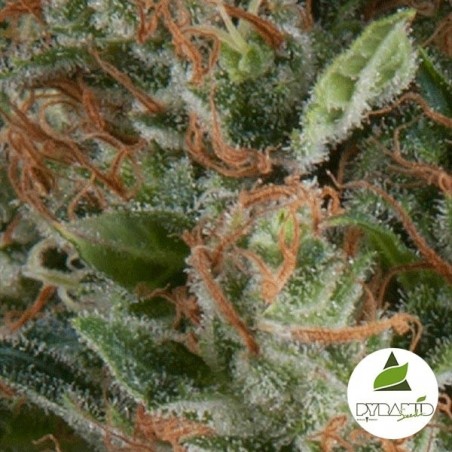 Auto Wembley de Pyramid Seeds feminizada - Grow Barato