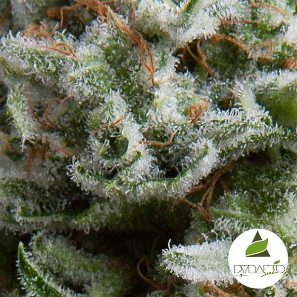 View Auto Anesthesia de Pyramid Seeds feminizada - Grow Barato
