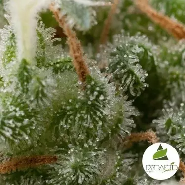 Auto Super Hash de Pyramid Seeds feminizada - Grow Barato