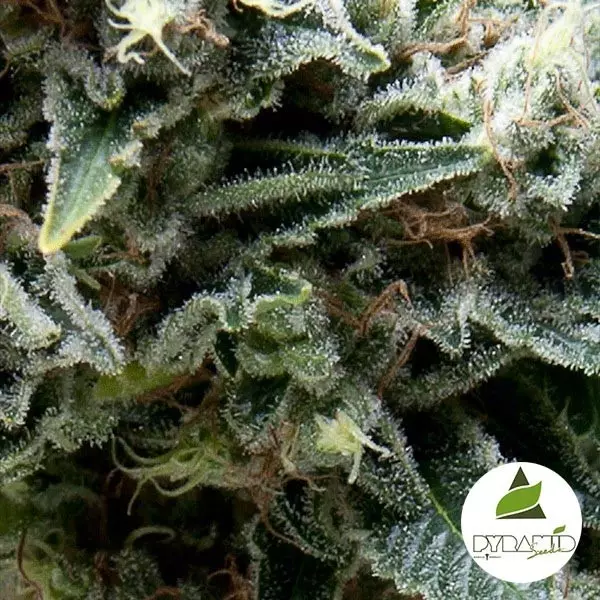 View Carro New York da Pyramid Seeds - GB The Green Brand