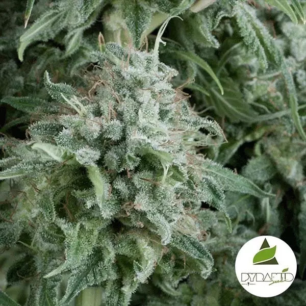 View Auto Anubis de Pyramid Seeds feminizado - GB The Green Brand