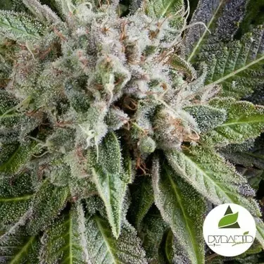 Auto Blue Pyramid de Pyramid Seeds feminizada - Grow Barato