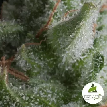 Auto Shark of Pyramid Seeds feminizado - GB The Green Brand