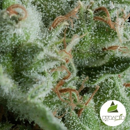 Auto Kryptonite de Pyramid Seeds feminizada - Grow Barato