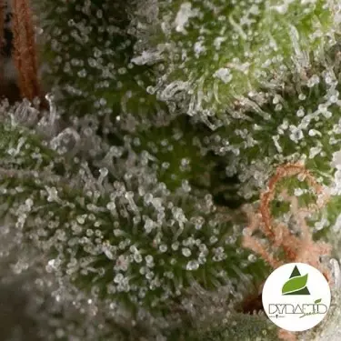 Auto Fresh Candy da Pyramid Seeds feminizada - GB The Green Brand