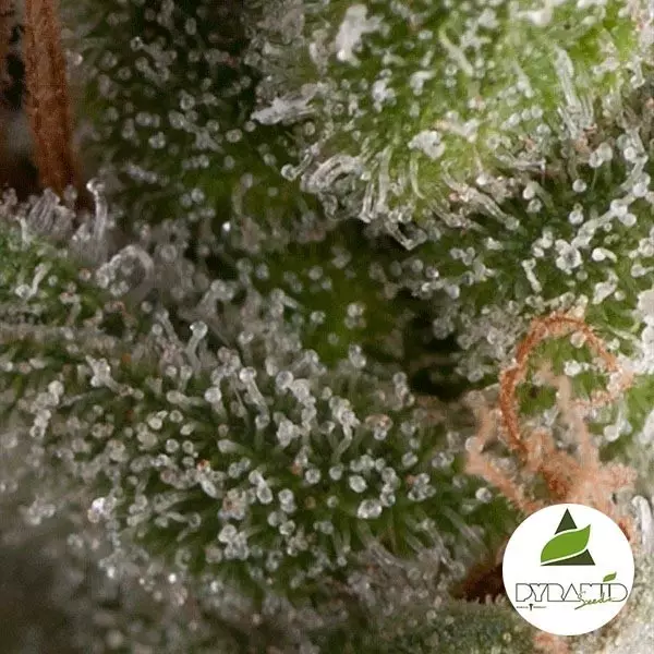 View Auto Fresh Candy da Pyramid Seeds feminizada - GB The Green Brand