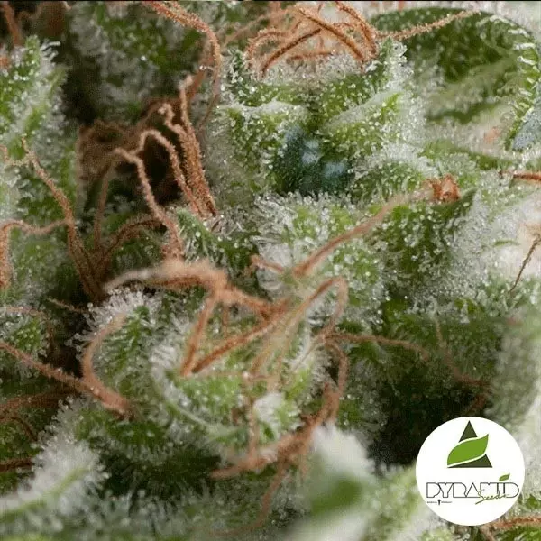 View Automóvel Americano Pie de Pyramid Seeds auto - GB The Green Brand