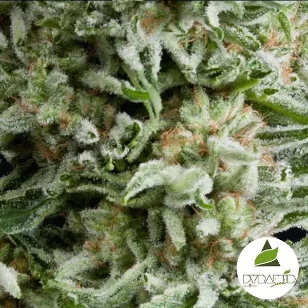 View Auto Amnesia Gold de Pyramid Seeds feminizado - GB The Green Brand