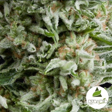 Auto Amnesia Gold de Pyramid Seeds feminizada - Grow Barato