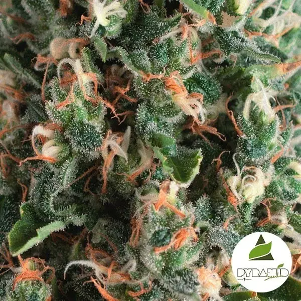 View Auto Super OG Kush