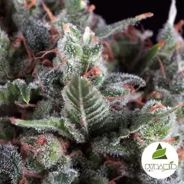 Auto Olympia de Pyramid Seeds. Automática - Grow Barato