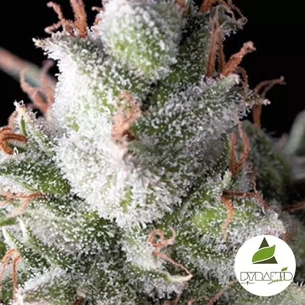 View Auto Ramses de Pyramid Seeds. Autofloreciente - Grow Barato