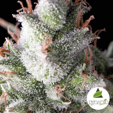 Auto Ramses de Pyramid Seeds. Autofloreciente - Grow Barato