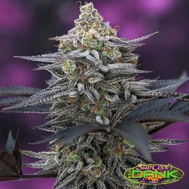 Plante de cannabis Cherrygasm régulière