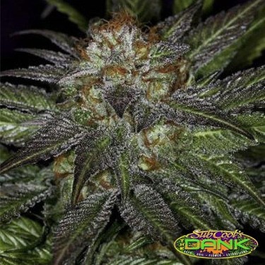 Deep Purple régulière Plante de cannabis