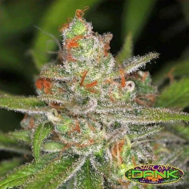 Jack Straw régulière Plante de cannabis